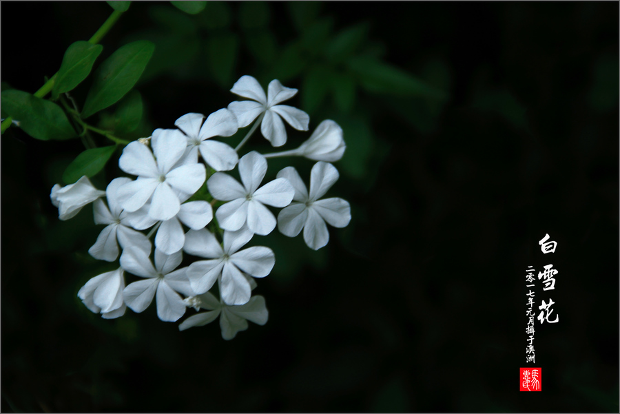 白雪花