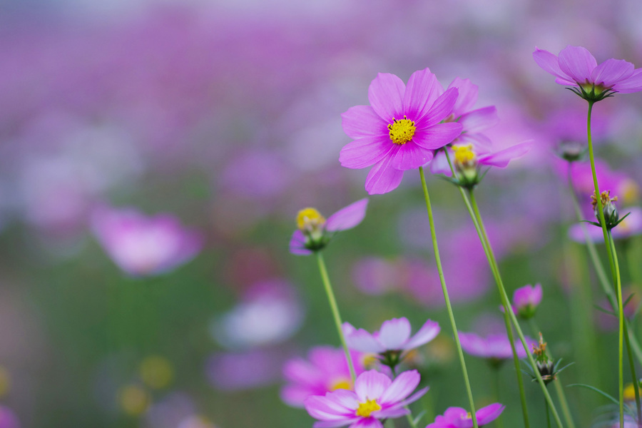 波斯菊,格桑花