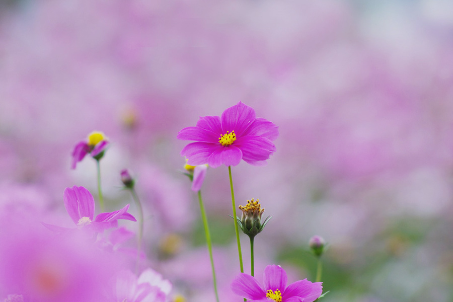 波斯菊,格桑花