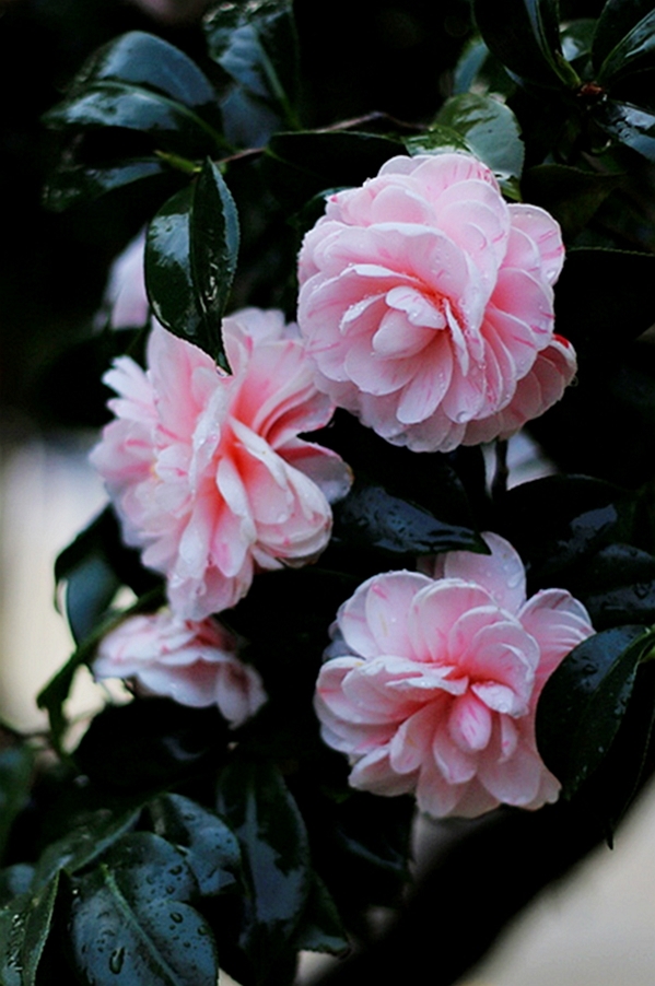 茶花(二)