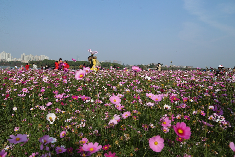 海珠湖花海