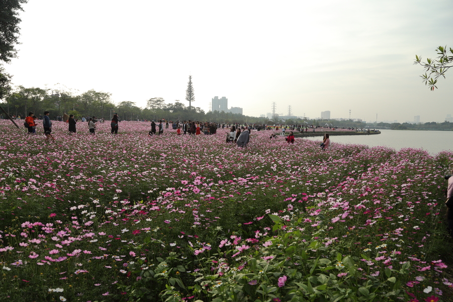 海珠湖花海