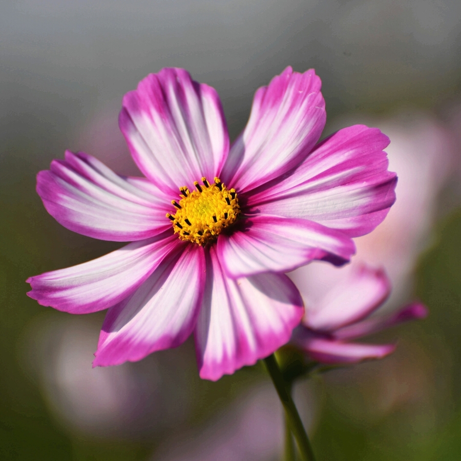 波斯菊