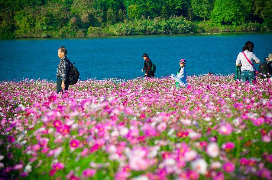 海珠湖花海