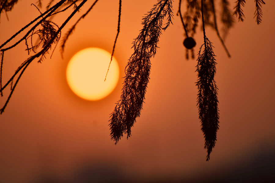 海珠湖的夕阳红