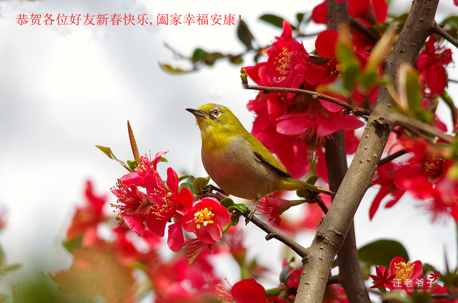【恭祝各位好友春节快乐,阖家幸福安康!摄影图