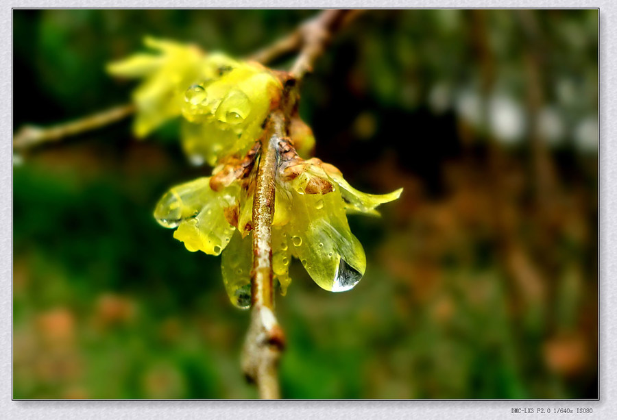腊梅淋雨
