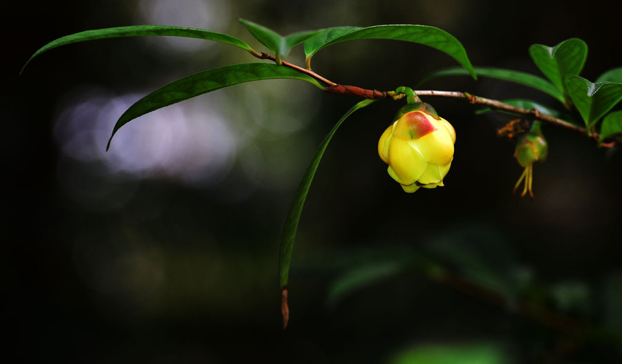 2017年茶花