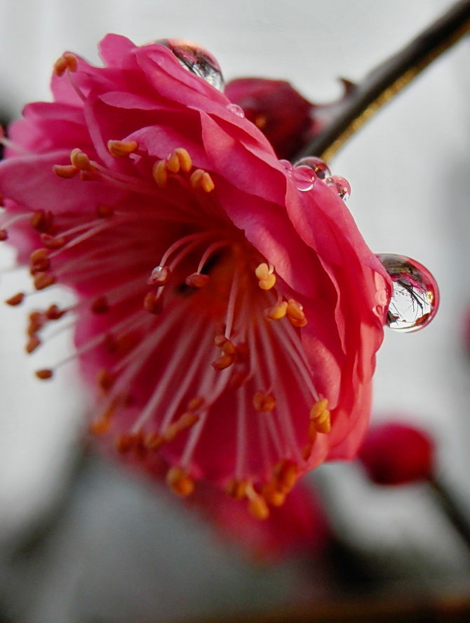 雨中梅花