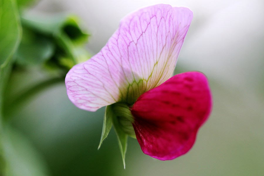 《豌豆花之美》