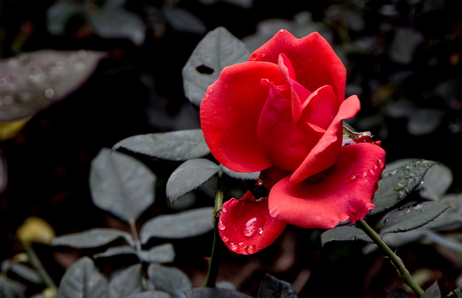 【城市凡影 可爱的 一朵玫瑰花…摄影图片】