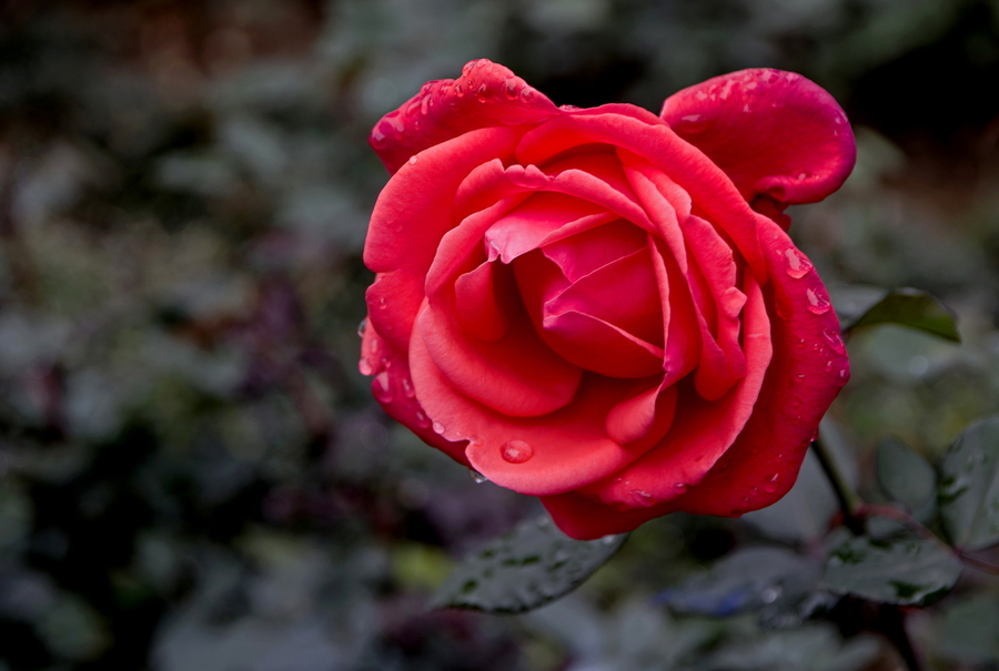 【城市凡影 可爱的 一朵玫瑰花…摄影图片】