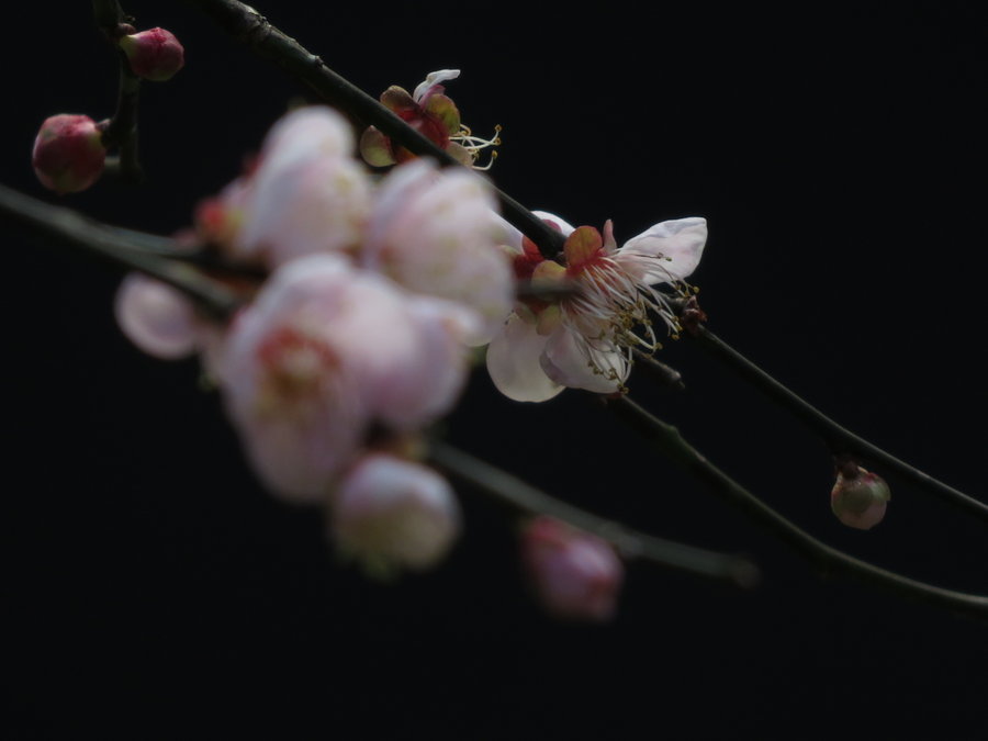 小传感器试拍梅花虚实对比