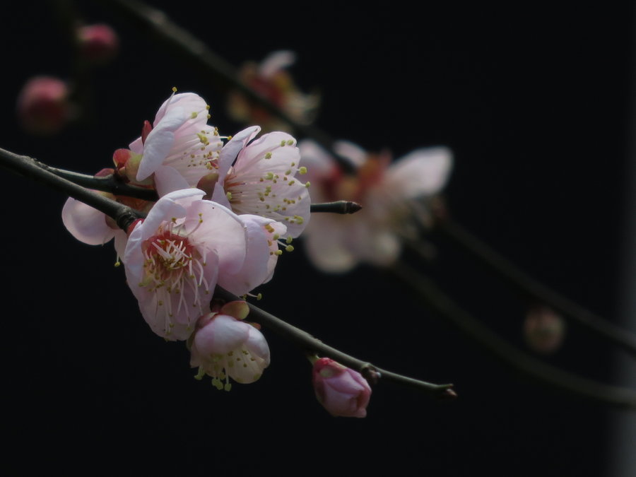 小传感器试拍梅花虚实对比