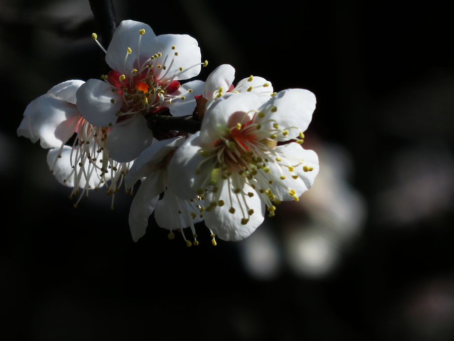 小传感器试拍梅花虚实对比