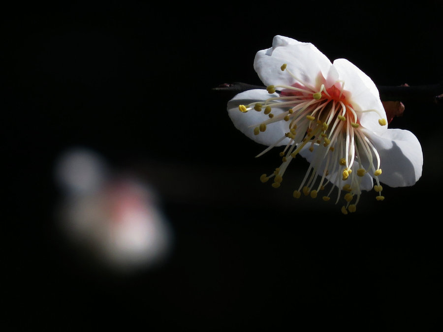 小传感器试拍梅花虚实对比