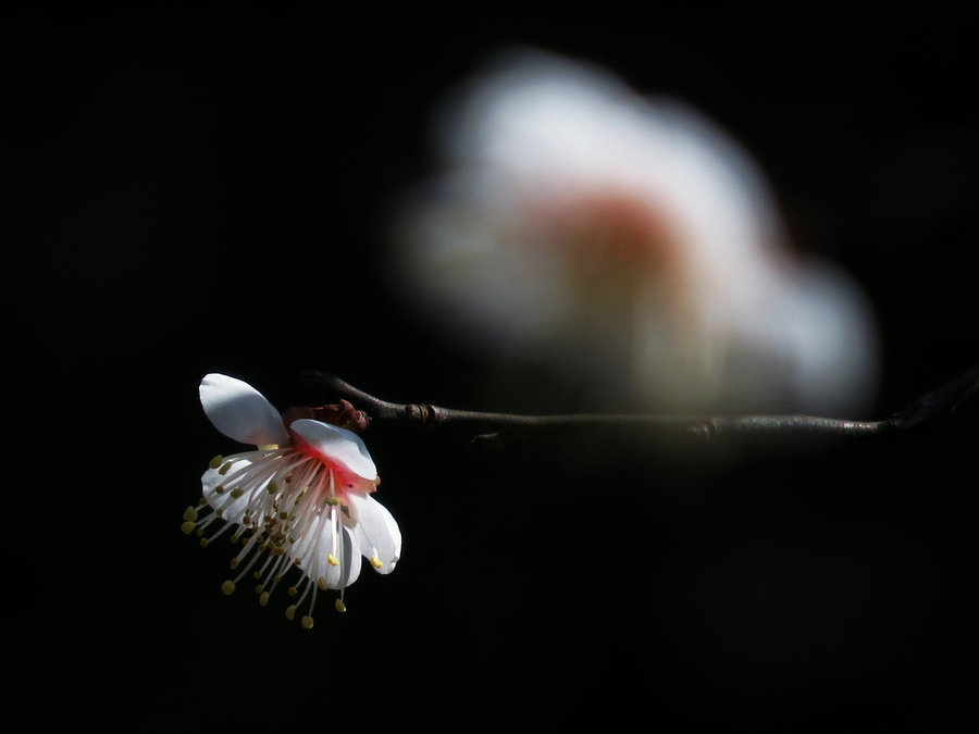 小传感器试拍梅花虚实对比 (共p)