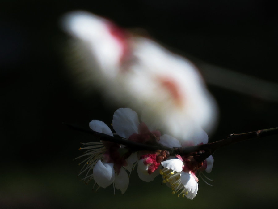 小传感器试拍梅花虚实对比