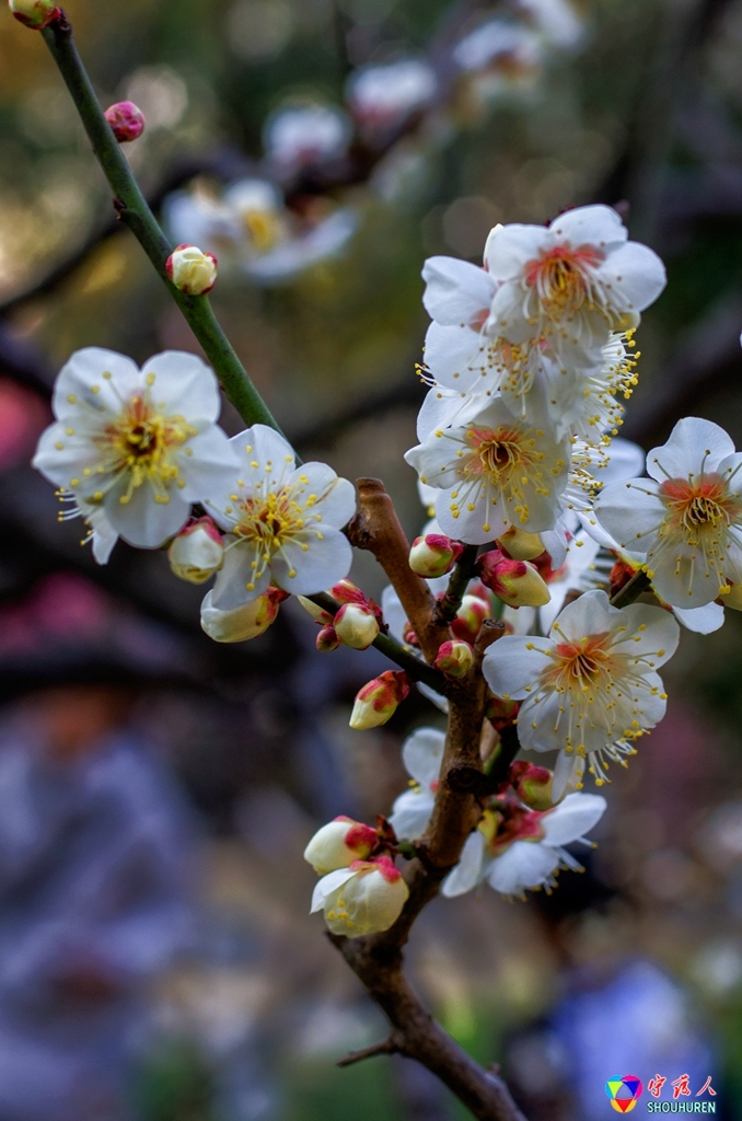 梅花一组