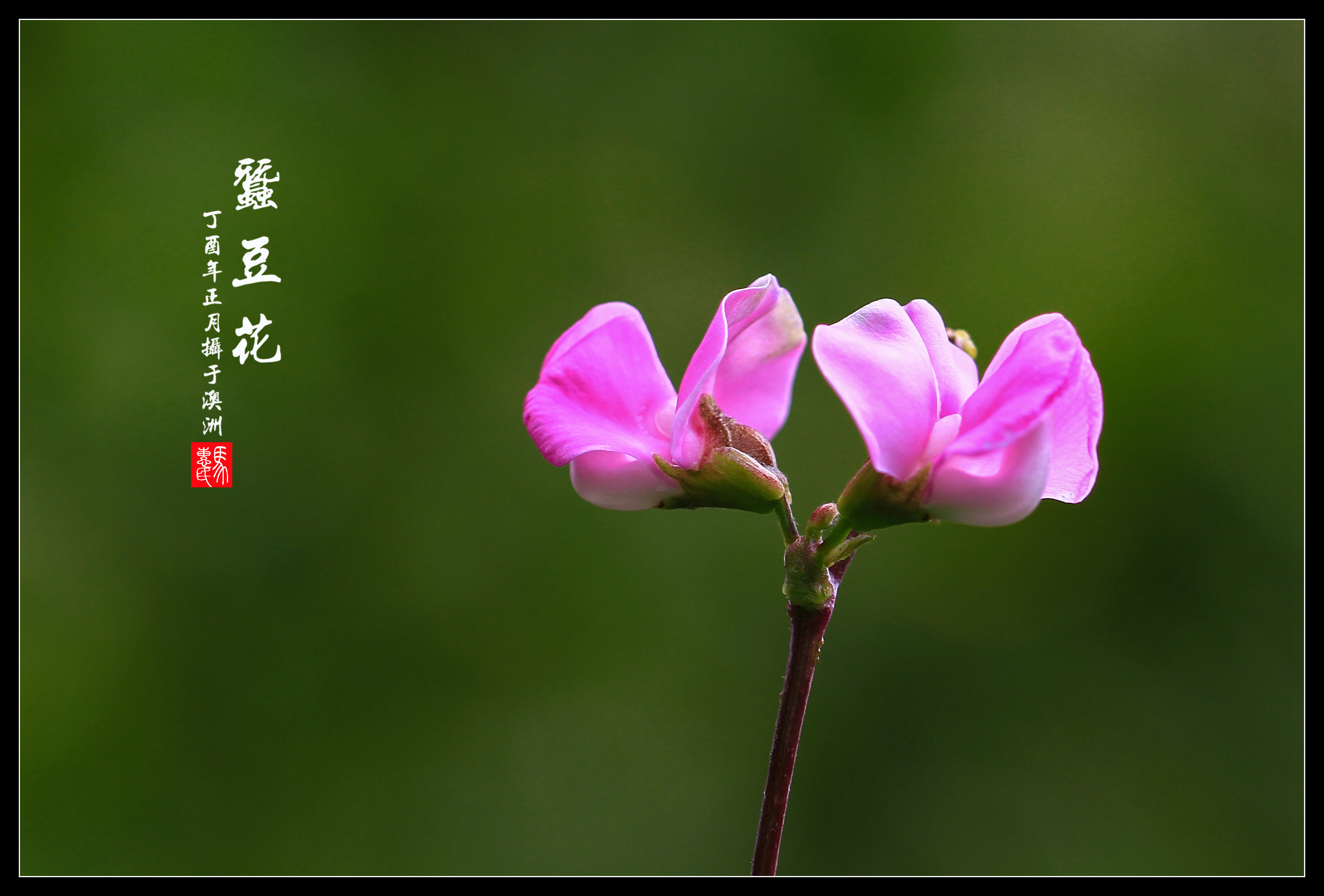 蚕豆花