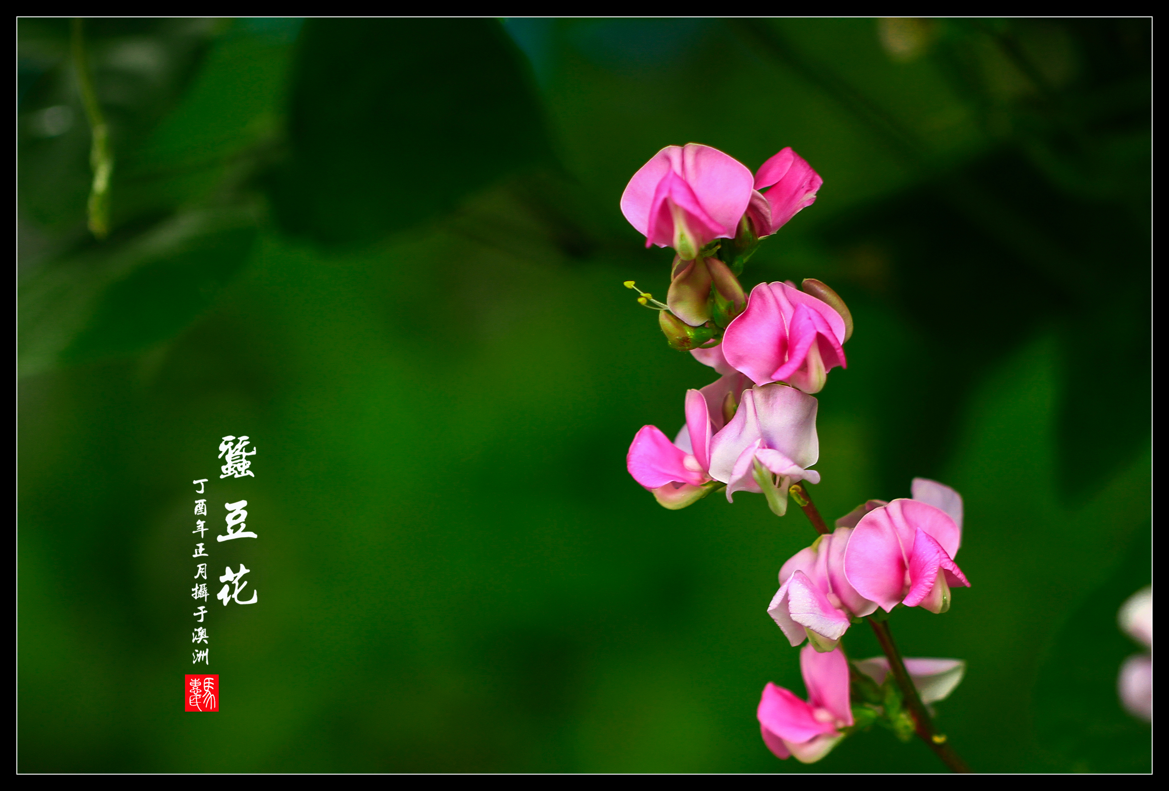 玻璃花四年级s版新型蚕豆教学设计图片