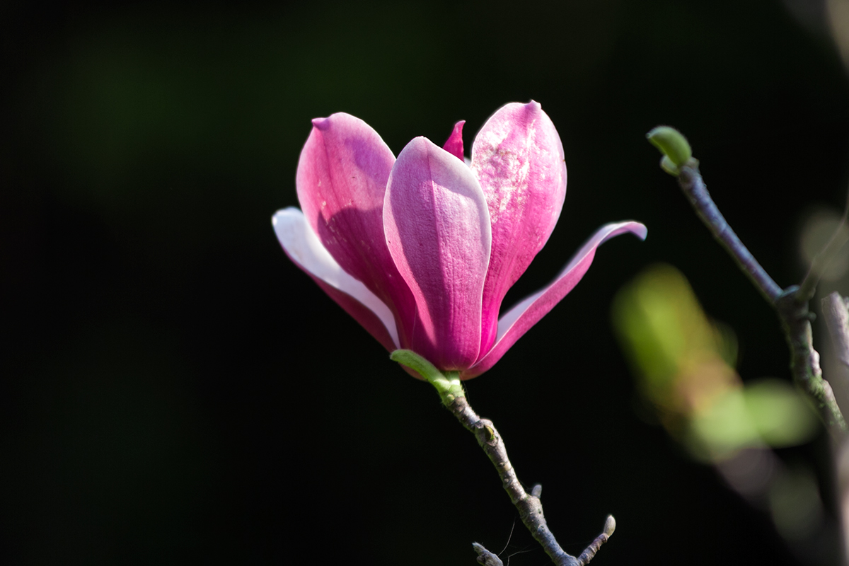 玉兰花