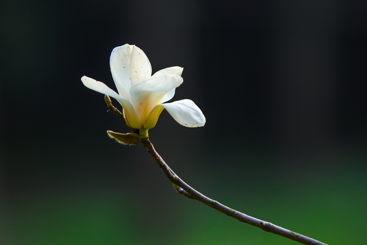 玉兰花