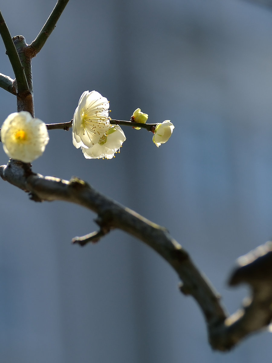 梅花