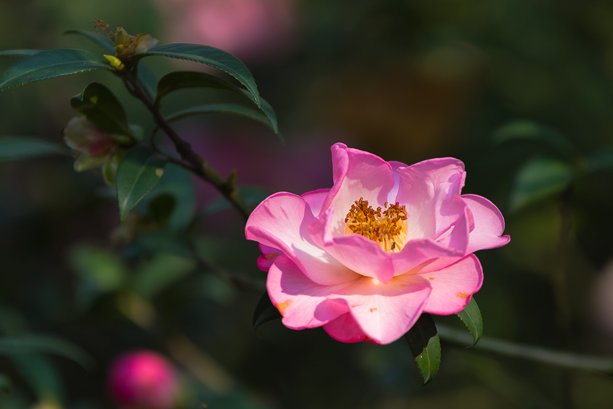 佛山市植物园茶花