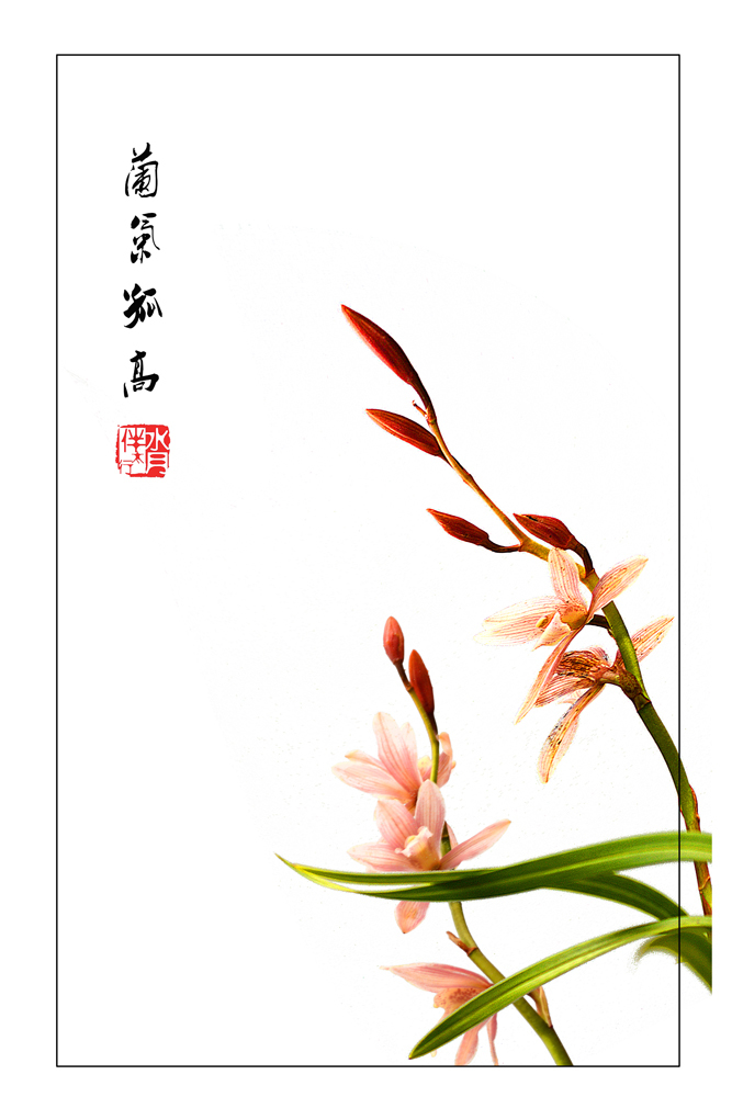 【兰花摄影图片】生态摄影_太平洋电脑网摄影部落