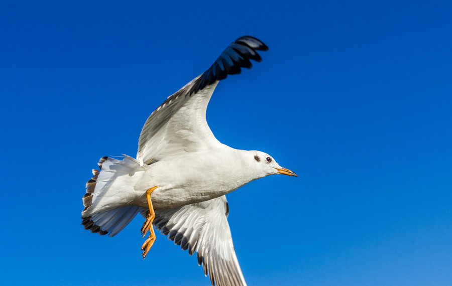 【【相约昆明】---滇池大湿地之翱翔的候鸟摄影