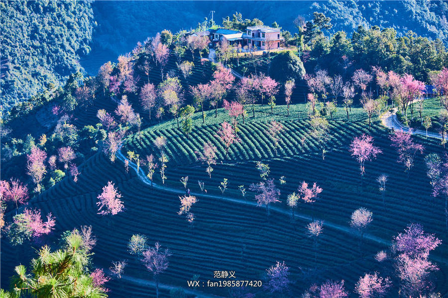 无量山樱花谷