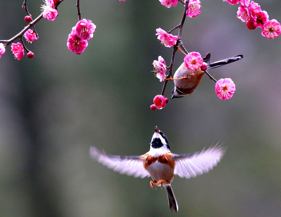 梅花与小鸟