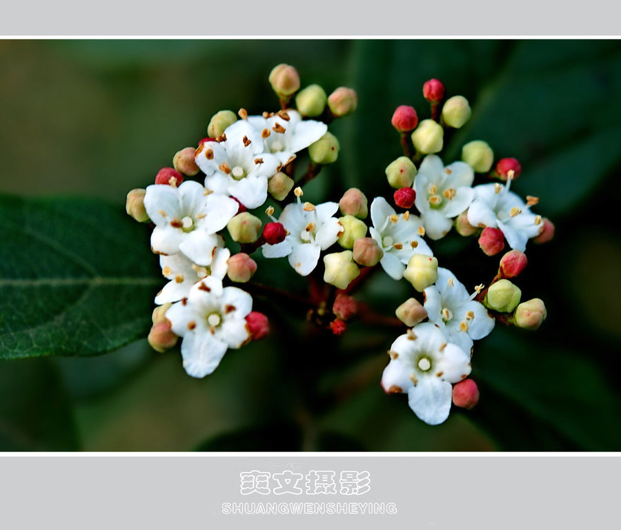 常绿冬花别样红—地中海荚蒾