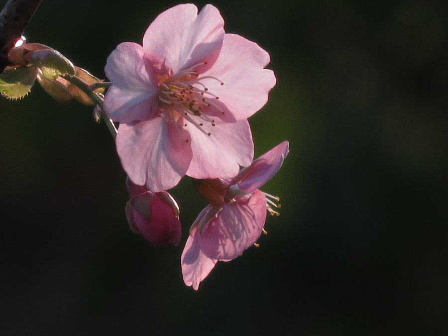 冬樱才去春樱来 一年两度樱花开