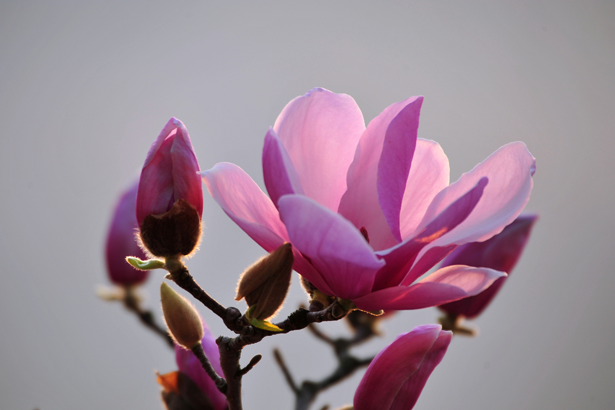 玉兰花黑板报