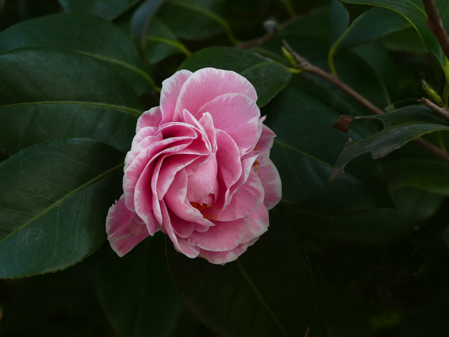 茶花盛开