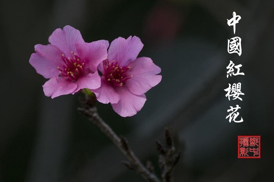 中国红樱花