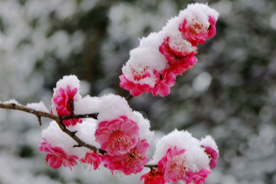 梅花欢喜漫天雪,气温骤降消雾霾. (共p)