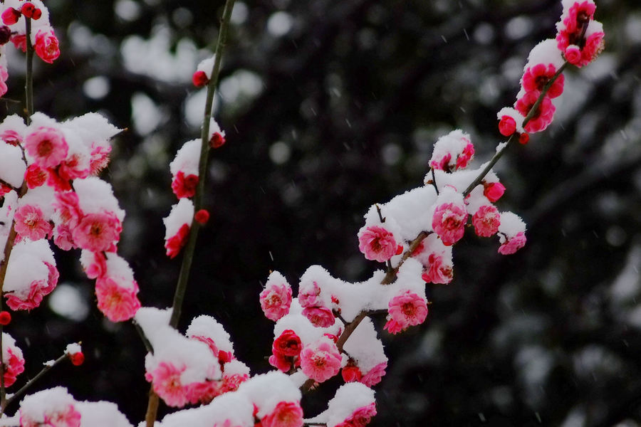 梅花欢喜漫天雪,气温骤降消雾霾. (共p)