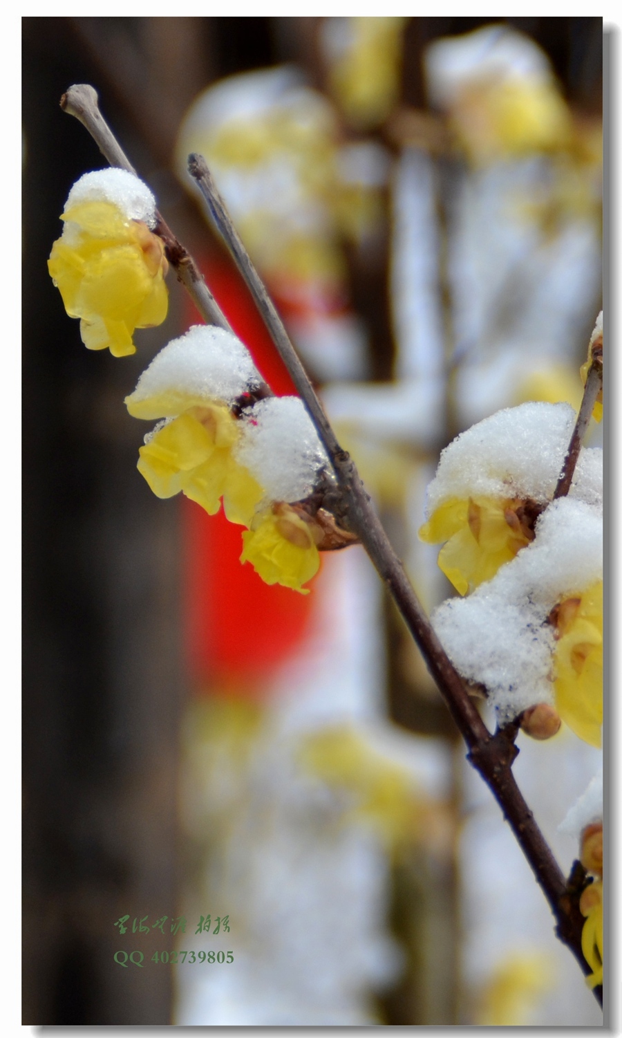 傲雪腊梅