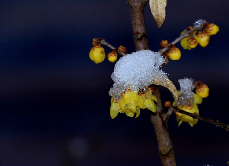 傲雪腊梅