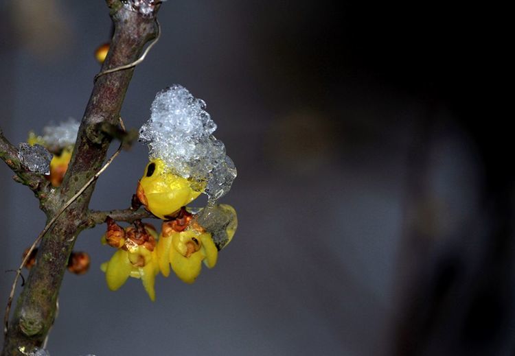 【傲雪腊梅摄影图片】生态摄影_qz28097943_太平洋网