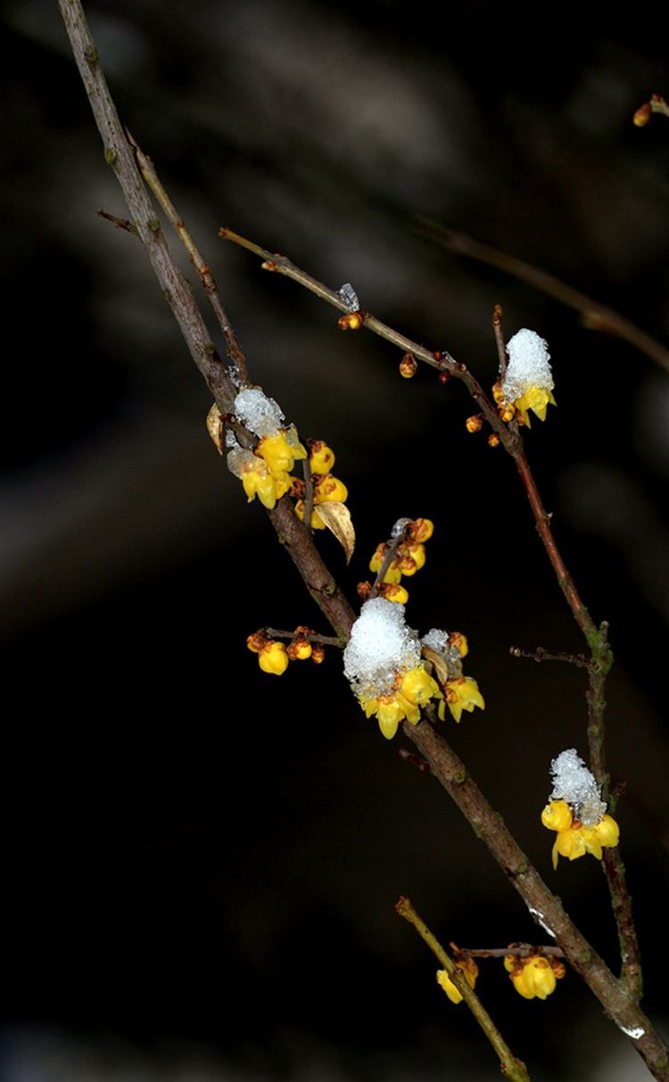 傲雪腊梅