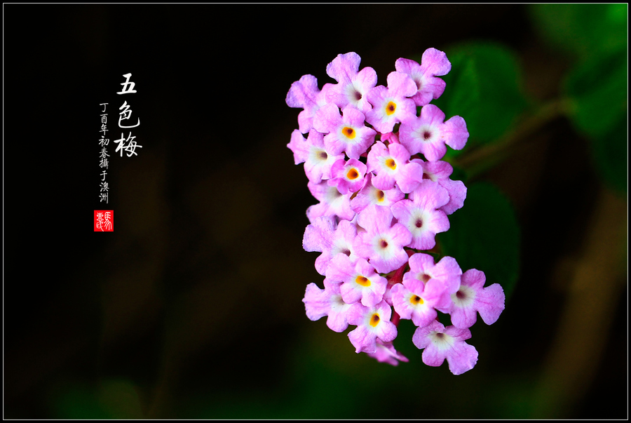 五色梅-2
