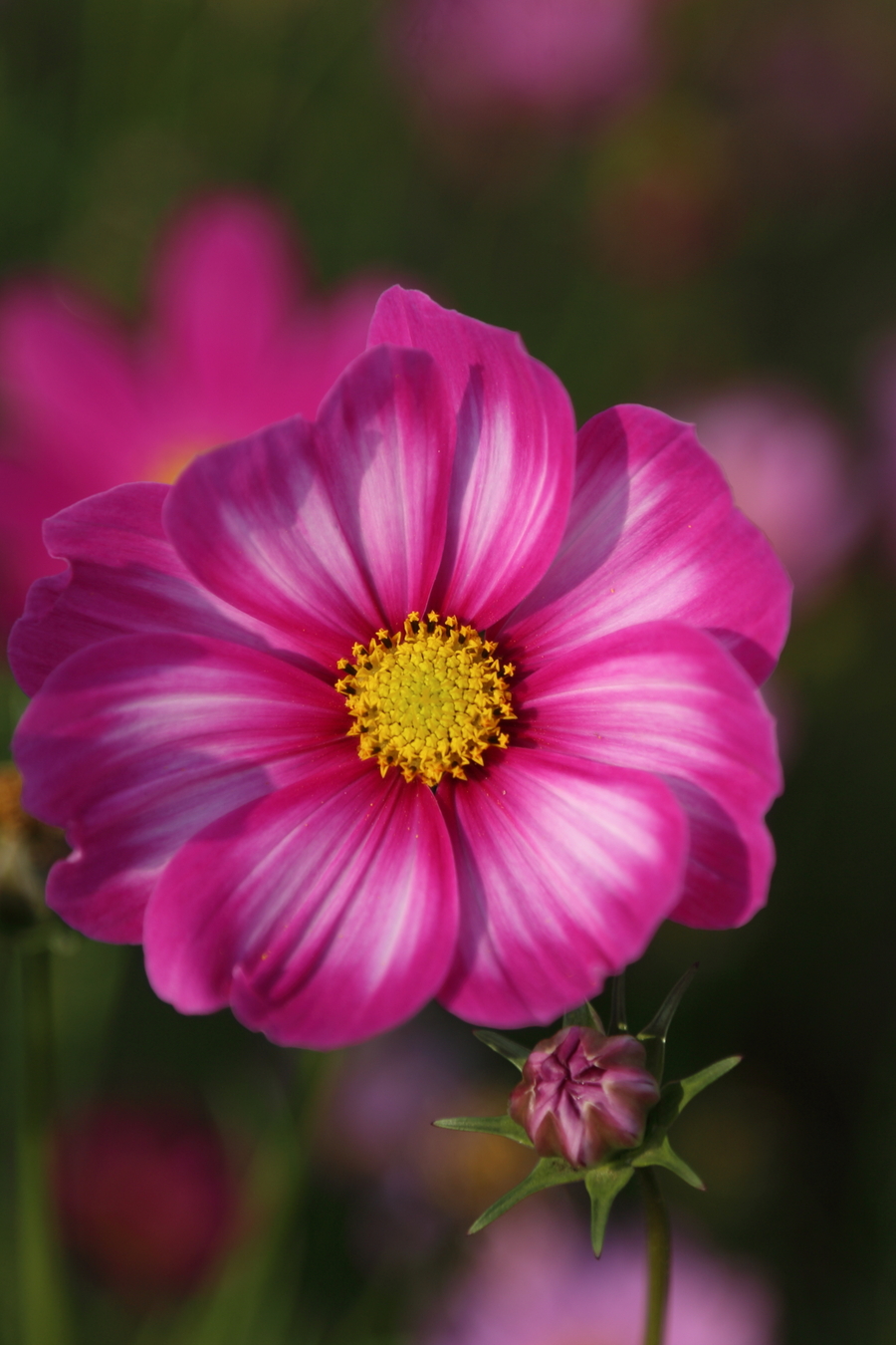 格桑花1