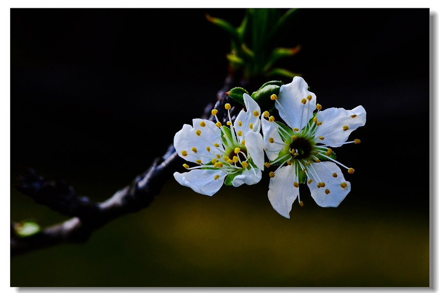 【一枝梨花春带雨!摄影图片】生态摄影