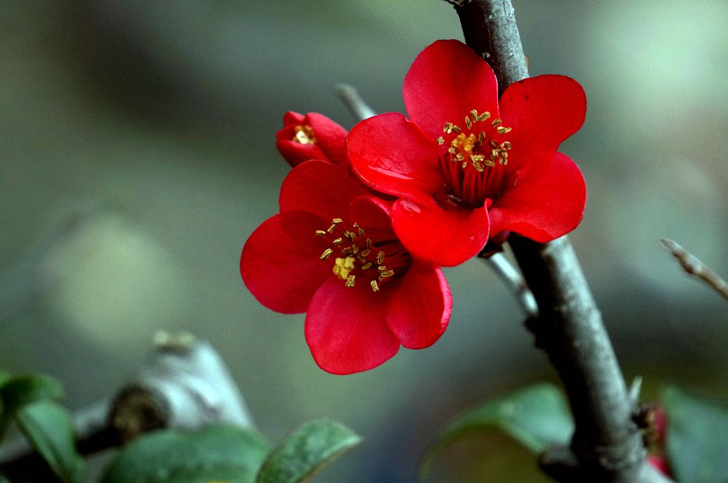 红色海棠花(4)