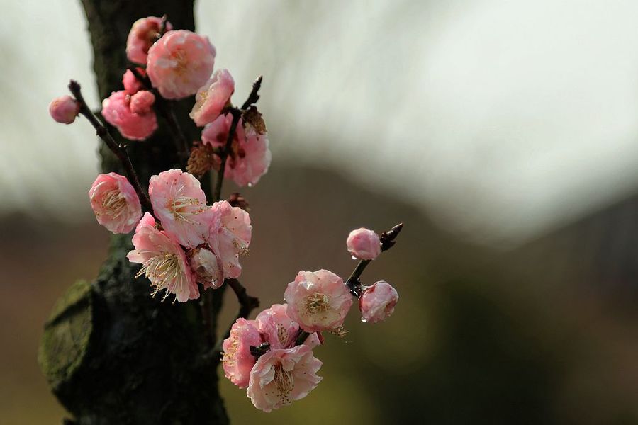 梅花三两枝