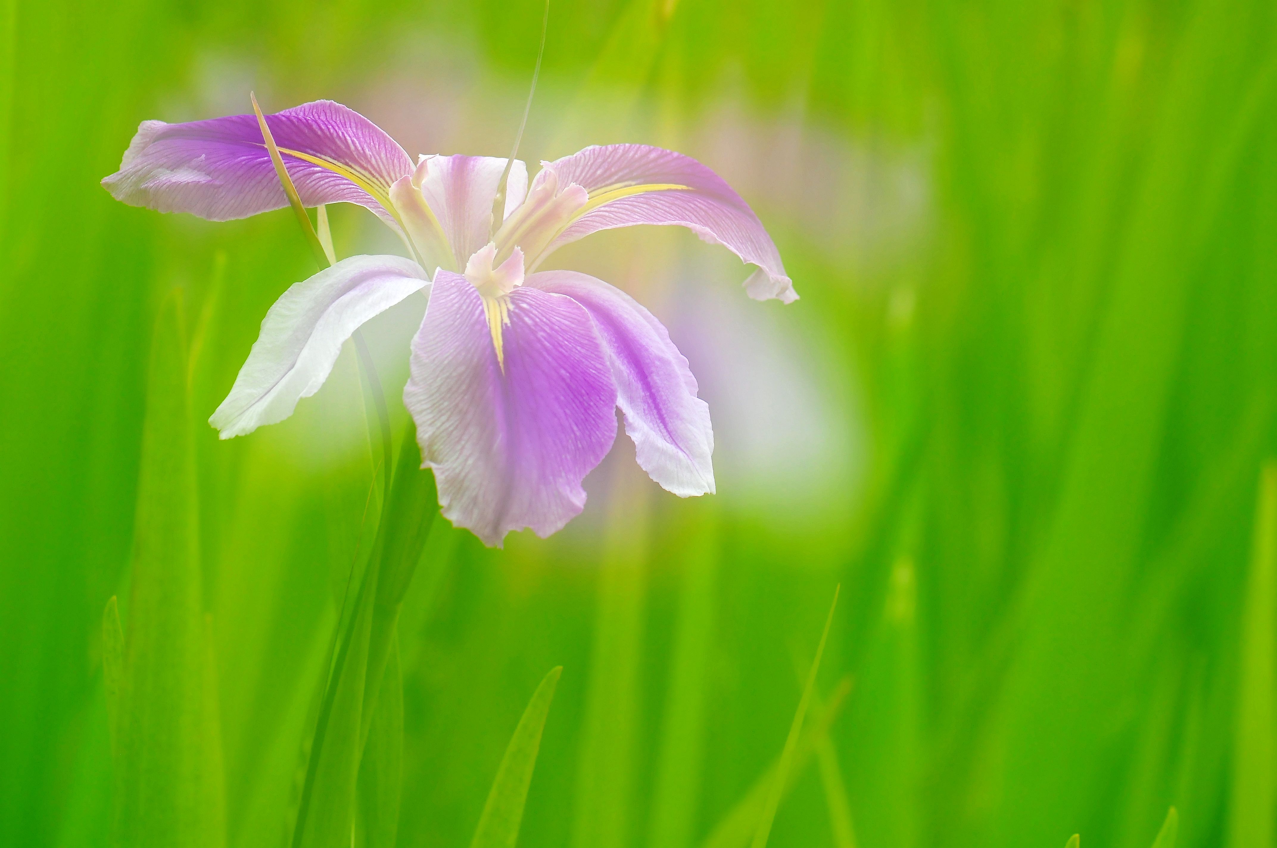 鸢尾花
